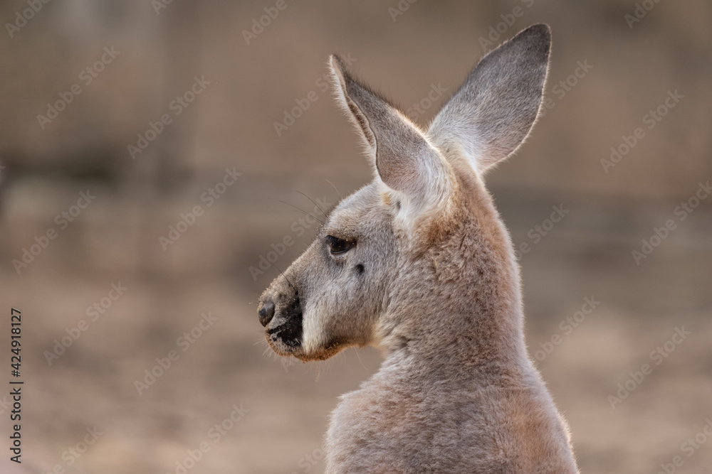 Fototapeta premium Close up face of kangaroo