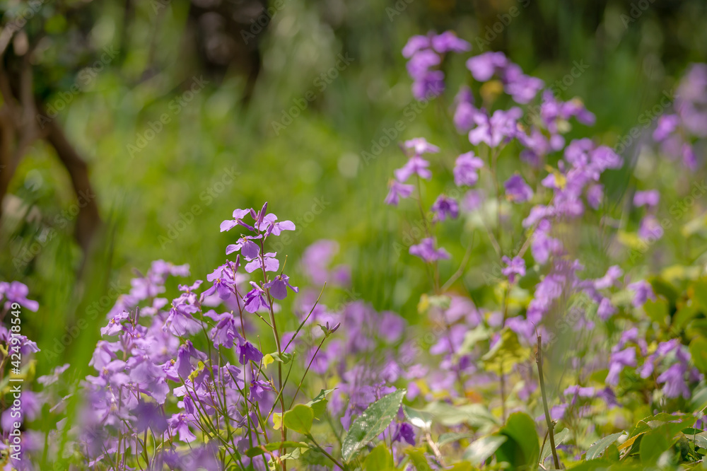 東京都千代田区九段にある千鳥ケ淵に咲く紫色の花
