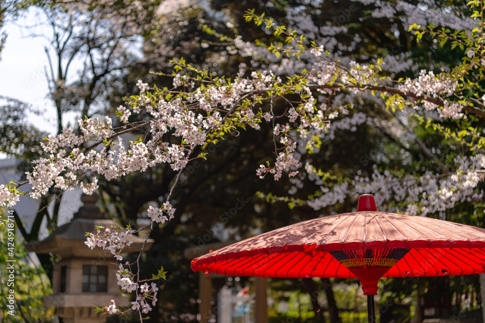 東京都港区乃木坂にある乃木神社に咲く桜