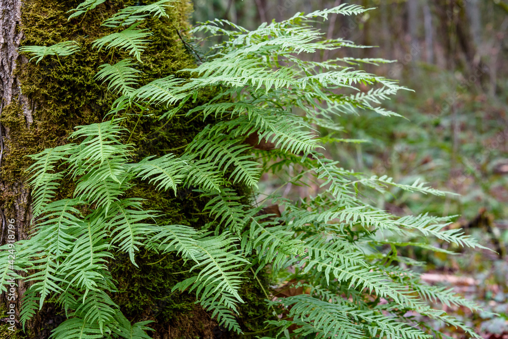 Winter woodland, textured tree trunk with moss and ferns growing on it
