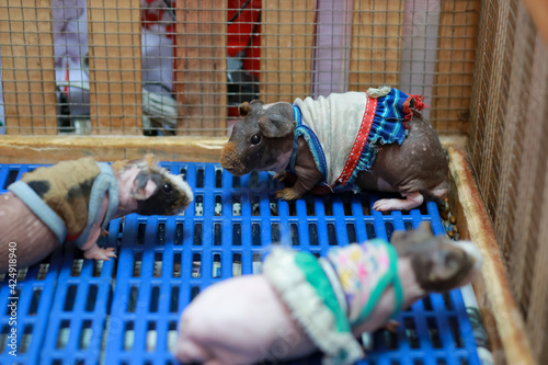 Принти на полотні A beautifully dressed hairless guinea pig in a pet store is poor