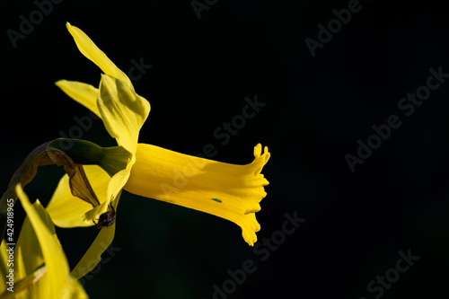 Dramatic closeup of bright yellow daffodils in full sun against a dark background 