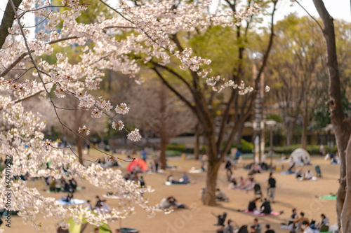 東京都新宿区西新宿にある新宿中央公園に咲く桜 photo