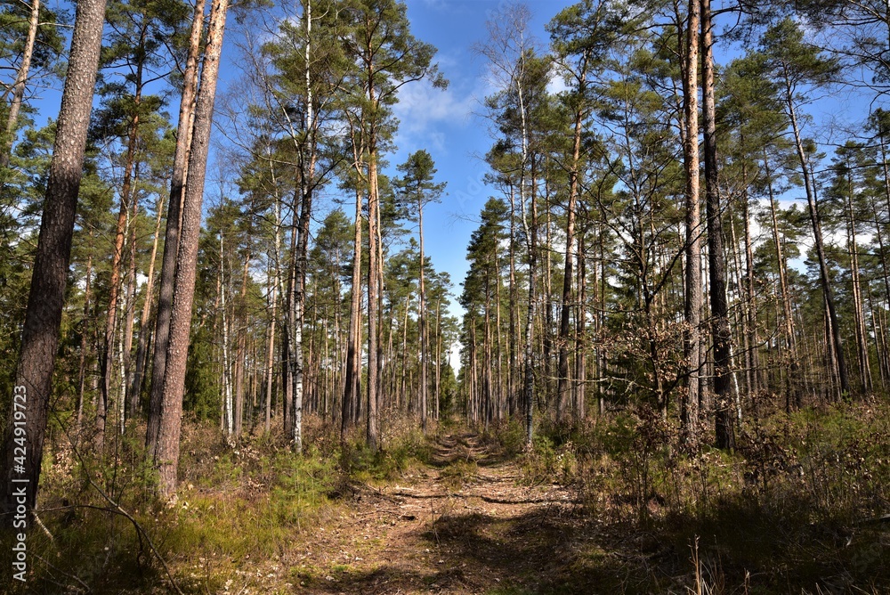 Fototapeta premium Der Waldweg