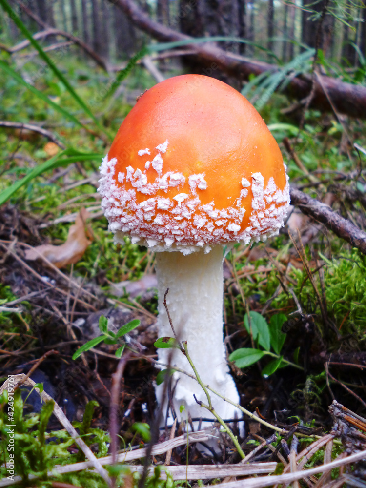 Fly Agaric grows in the forest. Young poisonous amanita grows through moss pine needles and leaves. Close-up. Fly Agaric grows in the forest. Young poisonous amanita grows through moss pine needles and leaves. Close-up.