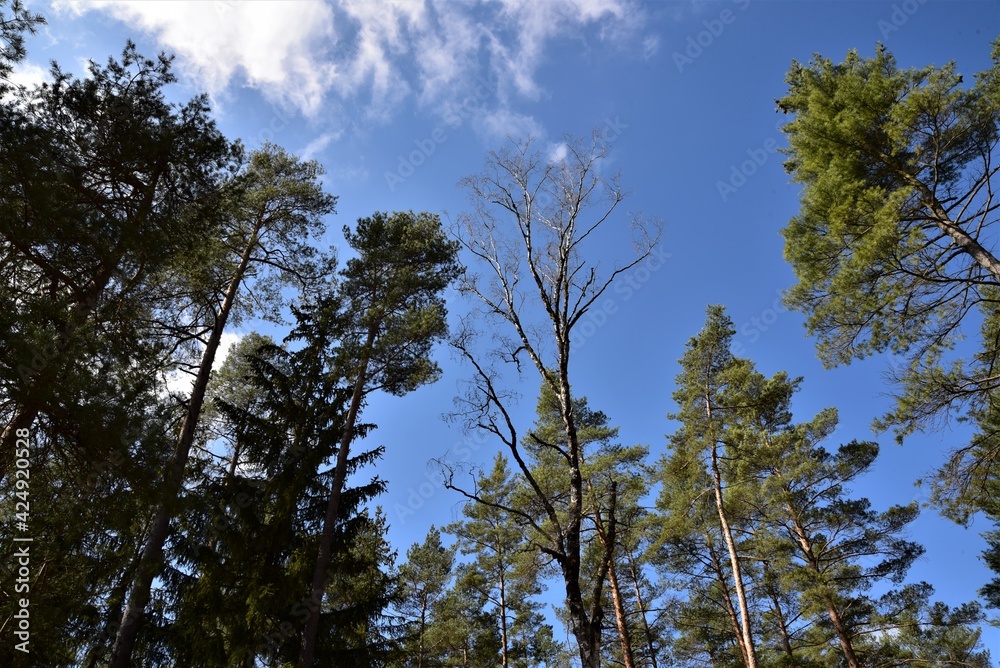 Obraz premium Himmel weissblau