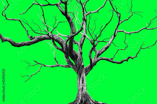 Old Big Giant Tree alone on green background.