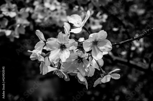 Sakura in B&W