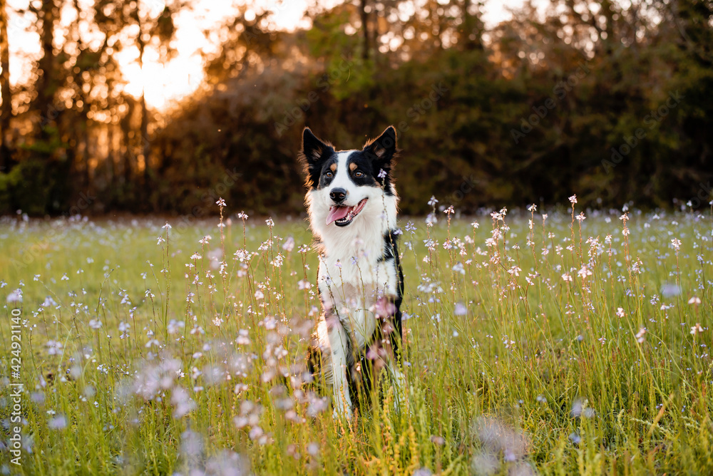 Border collie enjoying a field with purple flowers, portrait of a trained dog  