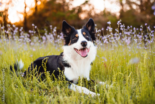 Slika na platnu Border collie enjoying a field with purple flowers, portrait of a trained dog