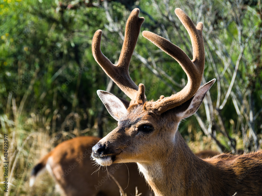 Obraz premium Deer with antlers in a residential neighborhood of Ocean Shores - Washington state, USA