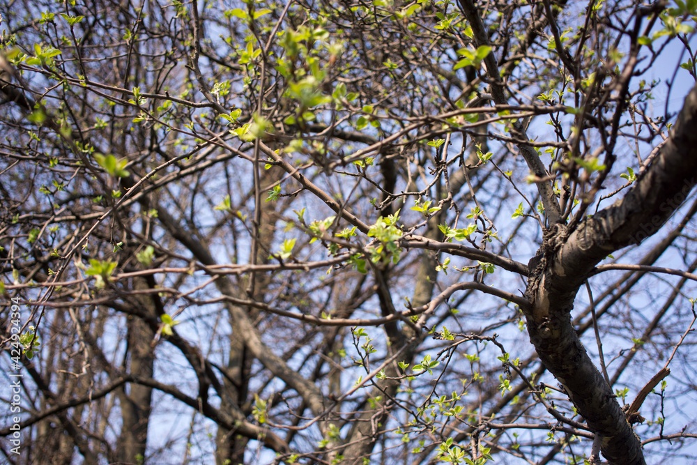 the first birch leaves sprang from the buds on bright spring day the first birch leaves sprang from the buds on bright spring day