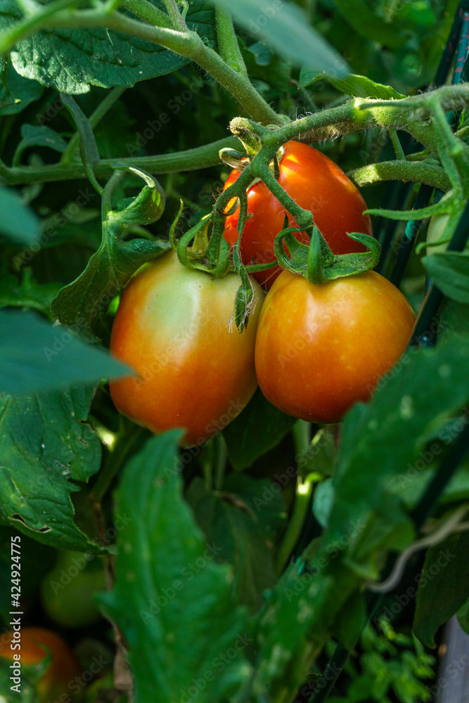 Closeup of a bunch of ripe red tomatoes surrounded by the leaves of the plant in a garden