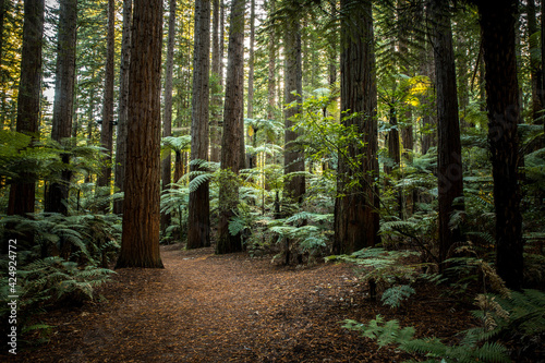 Redwoods forest in Rotorua  Bay of Plenty  new Zealand