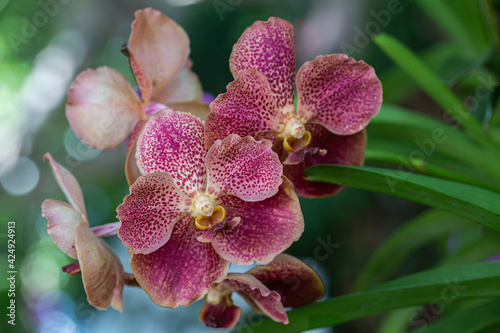 Orchid flower in orchid garden at winter or spring day. Vanda Orchidaceae