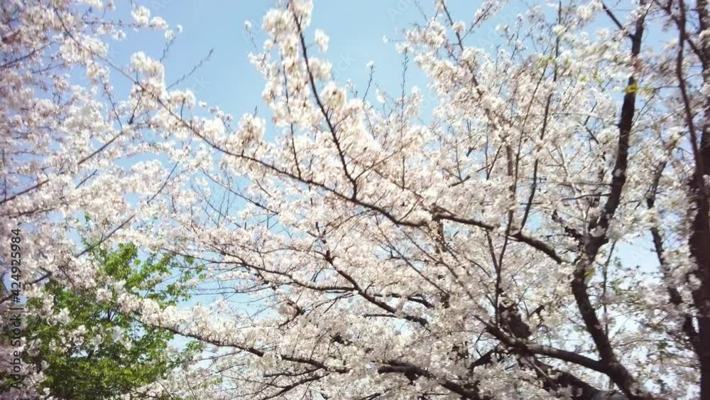 東京都千代田区九段にある千鳥ケ淵に咲く桜 東京都千代田区九段にある千鳥ケ淵に咲く桜