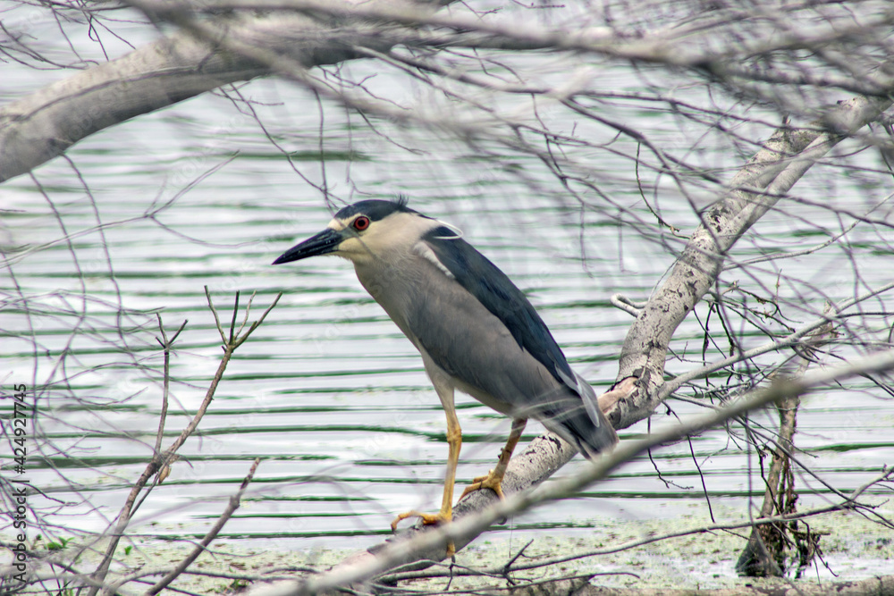 Black-Crowned Night Heron standing on a branch Black-Crowned Night Heron standing on a branch
