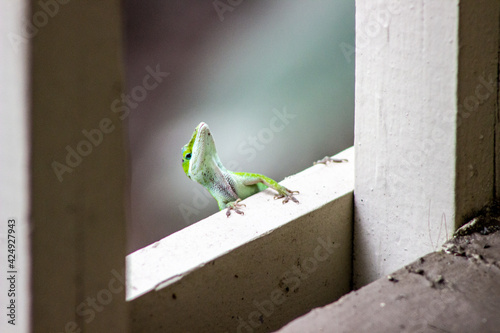 Green Anole peaking over a wooden rail