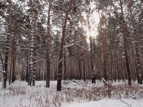 Winter Siberian forest, Omsk region