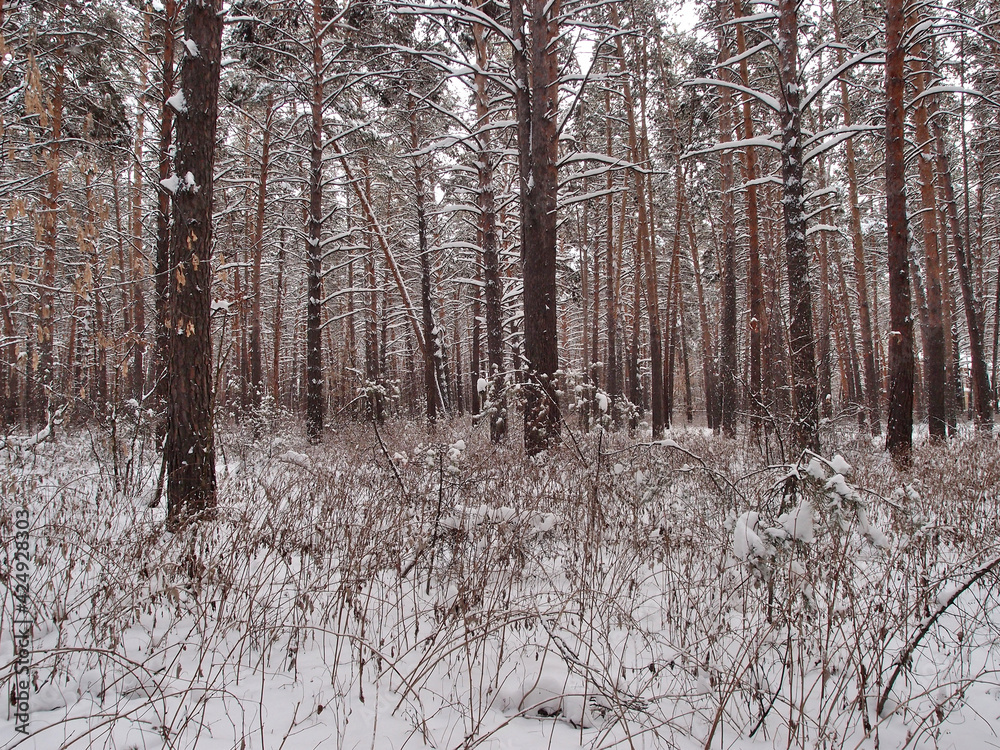 Fototapeta premium Winter Siberian forest, Omsk region