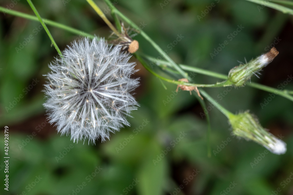 detail of white dandelion flower (Taraxacum officinale) in Brazil detail of white dandelion flower (Taraxacum officinale) in Brazil