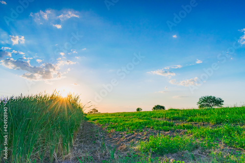 campo verde al atardecer con el sol escondiéndose