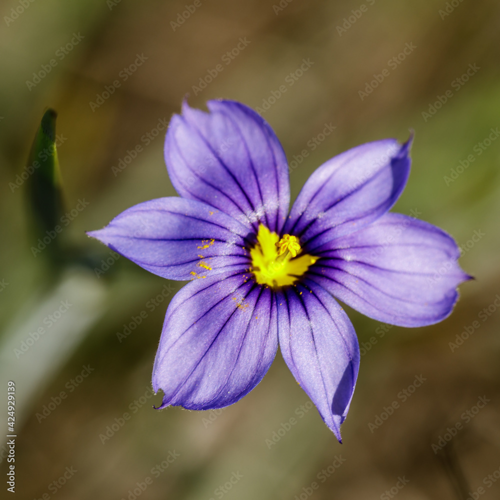 California Blue-Eyed Grass in Bloom. Los Altos Hills, California, USA. California Blue-Eyed Grass in Bloom. Los Altos Hills, California, USA.