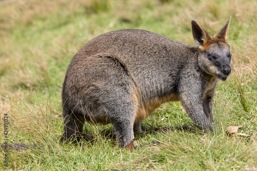 Swamp Wallaby feeding in grassy field