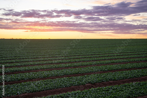 Spinach Agricultural Field before the Harvest at Sunset. Farm Work