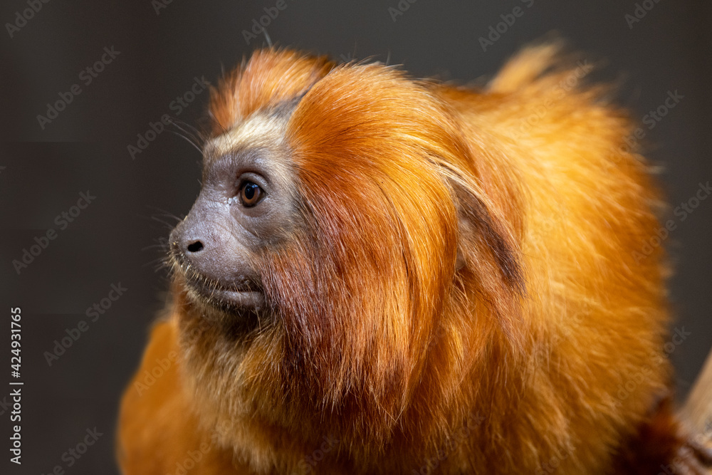 Obraz premium Golden Lion Tamarin