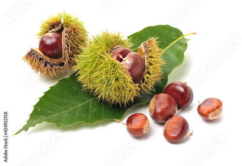 Fotografía chestnut on a white background