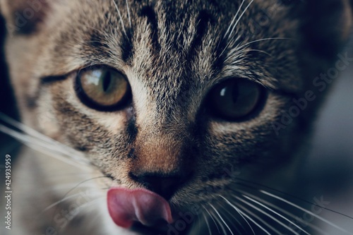 Obraz na płótnie 見つめながら舌なめずりをするキジトラの子猫