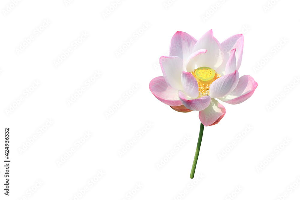 pink lotus bloom isolated on white background. lotus flower is buddhist beliefs, spiritual and meditation