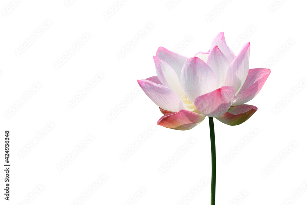 pink lotus bloom isolated on white background. lotus flower is buddhist beliefs, spiritual and meditation pink lotus bloom isolated on white background. lotus flower is buddhist beliefs, spiritual and meditation