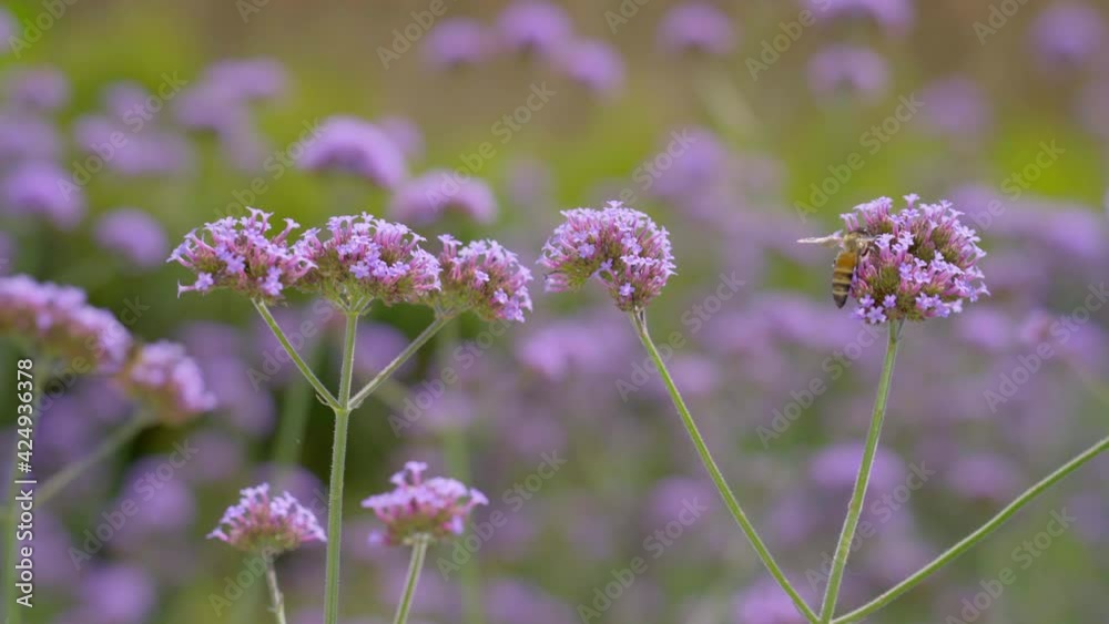 Bee collecting syrup and walking on verbena flowers Bee collecting syrup and walking on verbena flowers