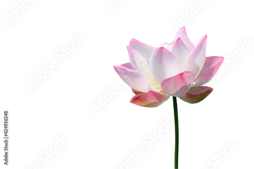 pink lotus bloom isolated on white background. lotus flower is buddhist beliefs  spiritual and meditation