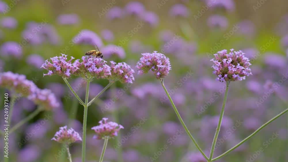 Bee finding syrup from Verbena Flower field Bee finding syrup from Verbena Flower field
