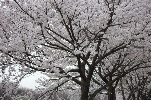 Cherry blossom path walk © changil