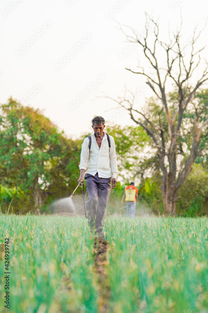 Indian farmer spraying pesticides in green onion field