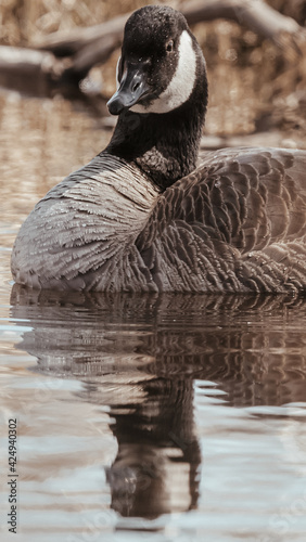 country goose branta canadensis