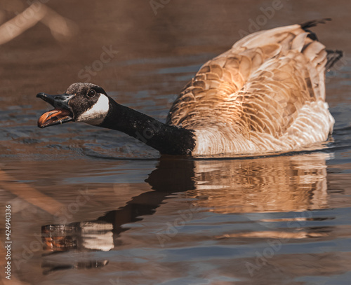 goose on the water