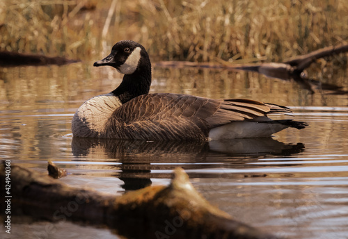 country goose branta canadensis