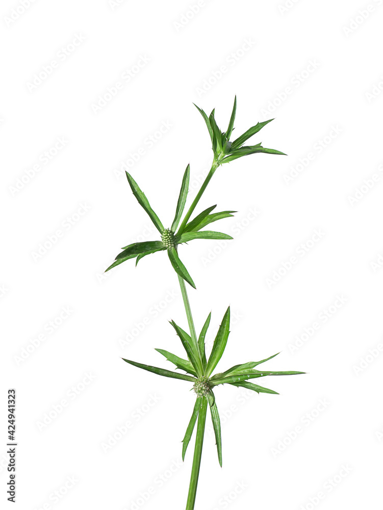 Close up of Culantro, Long coriander or Sawtooth coriander flower on white background Close up of Culantro, Long coriander or Sawtooth coriander flower on white background