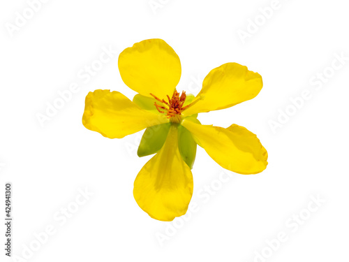 Close up Yellow flower of Micky mouse flower on white background. photo