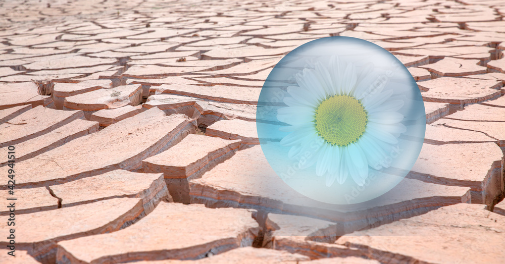 Obraz premium Daisy flowers inside a crystal ball on dry soil