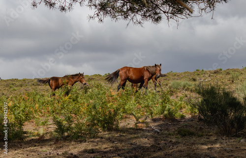 horses in the field