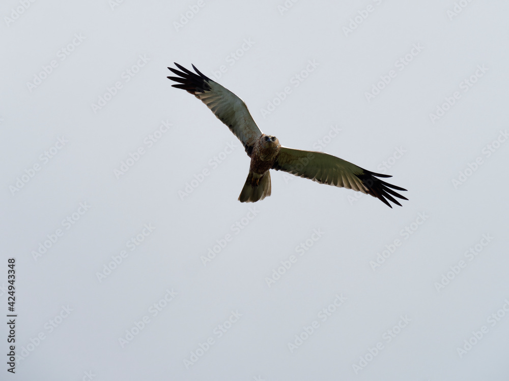 Obraz premium Rohrweihe, Circus aeruginosus