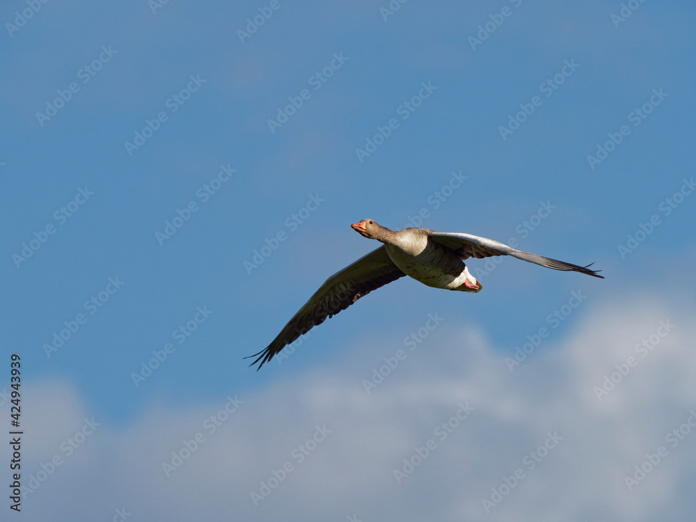 Graugans, Anser anser, mit Kücken