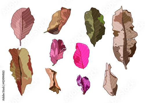 colour brown dry leaf paint on white background illustration vector photo
