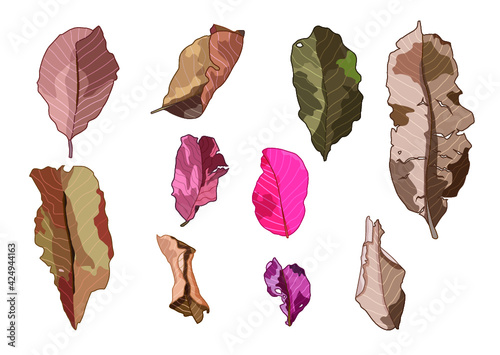 colour brown dry leaf paint on white background illustration vector